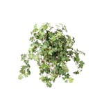 Konstväxt Fröken Fräken Murgröna Grön 45 cm