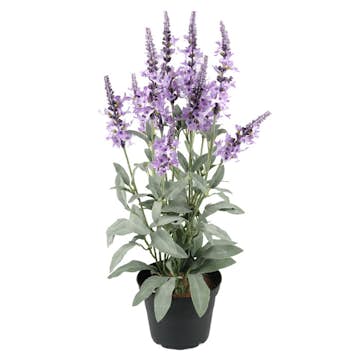 Konstväxt Fröken Fräken Veronica