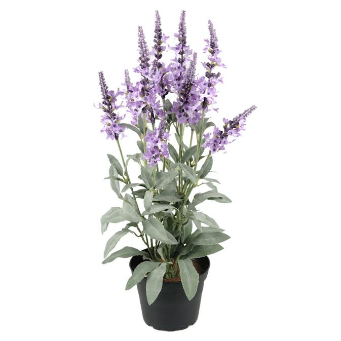 Konstväxt Fröken Fräken Veronica