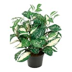 Konstväxt Fröken Fräken Cordyline Grön/Vit