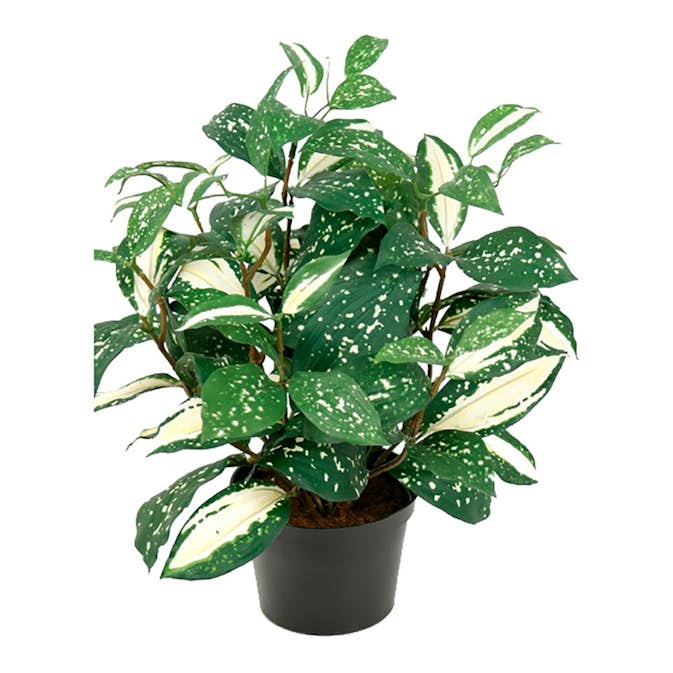 Konstväxt Fröken Fräken Cordyline Grön/Vit