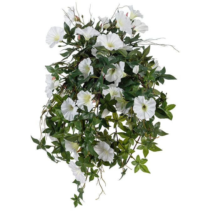 Konstväxt Fröken Fräken Blomma för Dagen