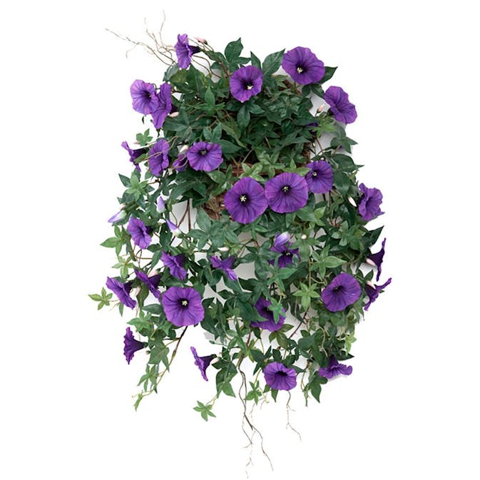 Konstväxt Fröken Fräken Blomma för Dagen