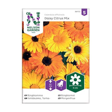 Frö Ringblomma Nelson Garden Daisy Citrus Mix