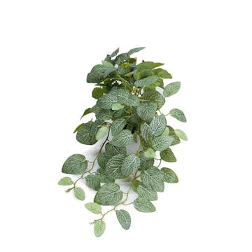 Konstväxt Fröken Fräken Fittonia Grön Hängande
