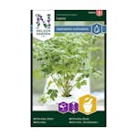 Frö Persilja Nelson Garden Blad Laura