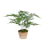 Konstväxt Fröken Fräken Plumosus 35 cm Grön