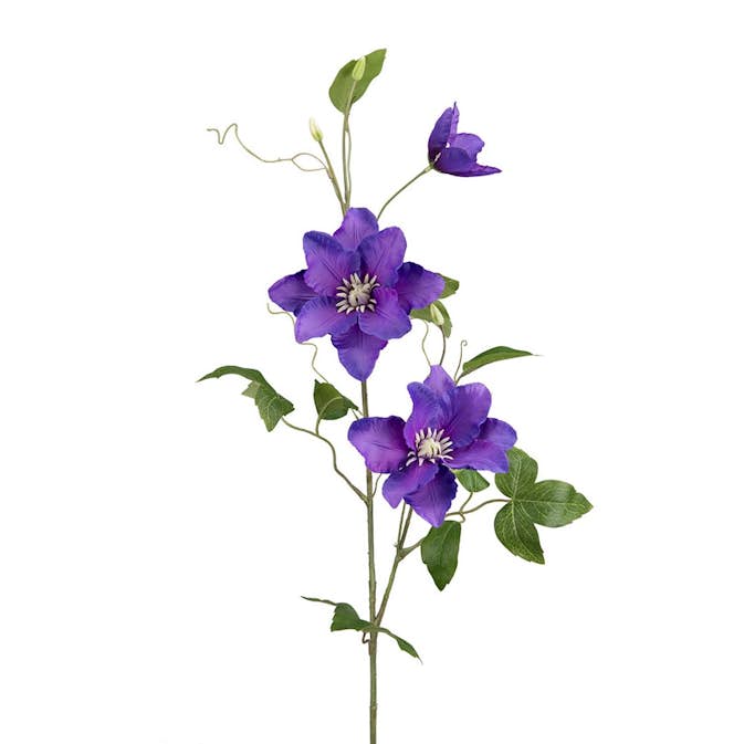 Konstväxt Fröken Fräken Clematis