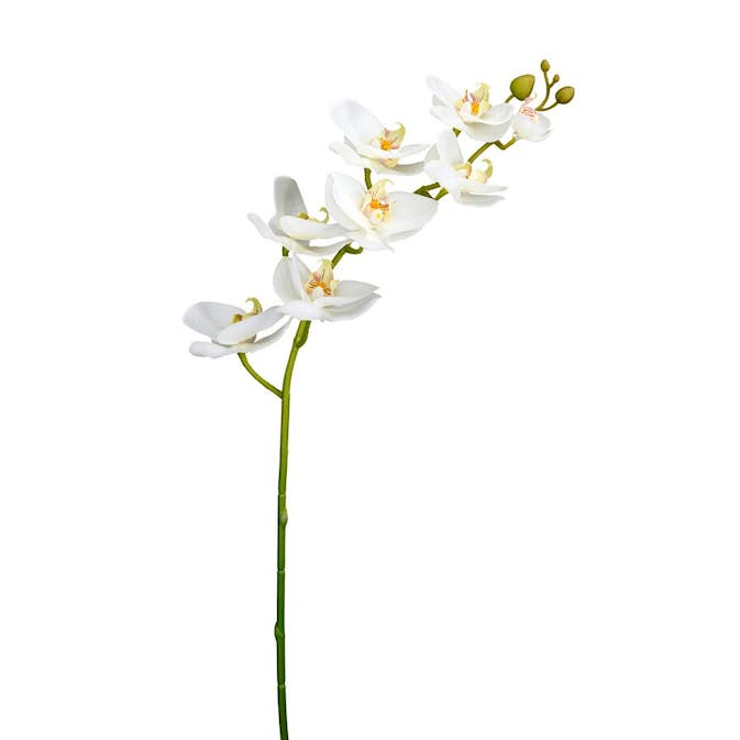 Konstväxt Fröken Fräken Phalaenopsis Vit Kvist 75 cm