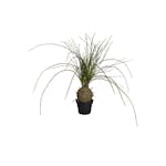 Konstväxt Fröken Fräken Flasklilja Grön 45 cm