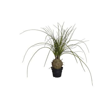 Konstväxt Fröken Fräken Flasklilja Grön 45 cm
