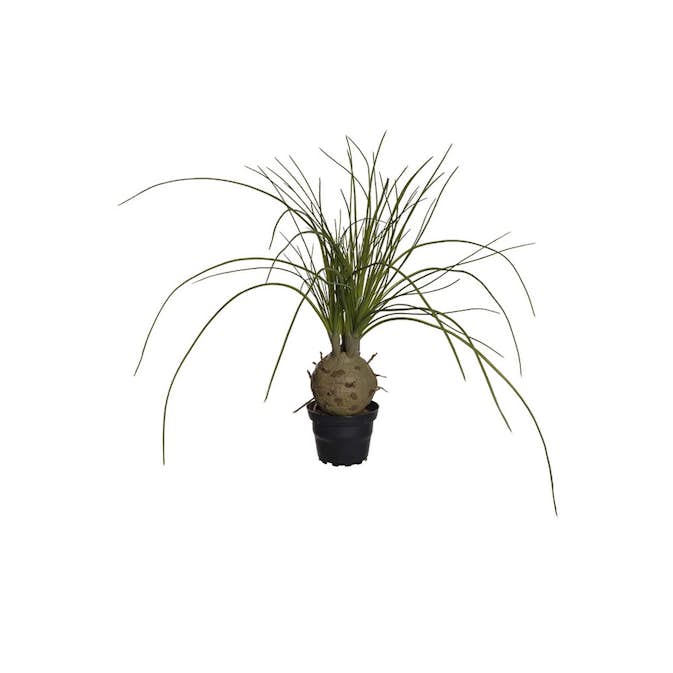 Konstväxt Fröken Fräken Flasklilja Grön 45 cm