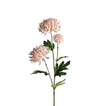 Konstväxt Fröken Fräken Chrysanthemum 60 cm