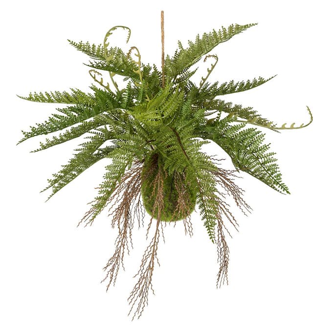 Konstväxt Fröken Fräken Ormbunke Grön Ampel