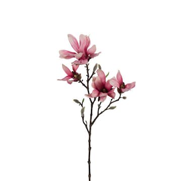 Konstväxt Fröken Fräken Magnolia Rosa