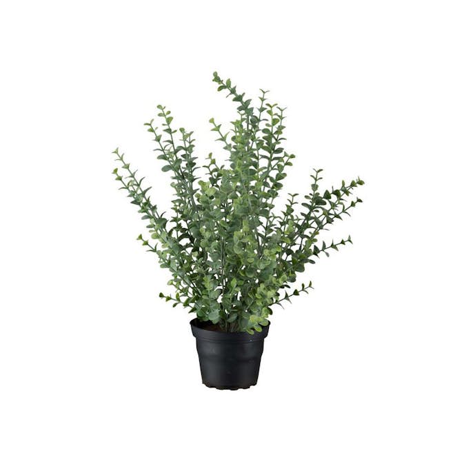 Konstväxt Fröken Fräken Eucalyptus 40 cm Grön