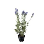 Konstväxt Fröken Fräken Lavendel Lila