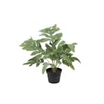 Konstväxt Fröken Fräken Ormbunke Grön Storbladig