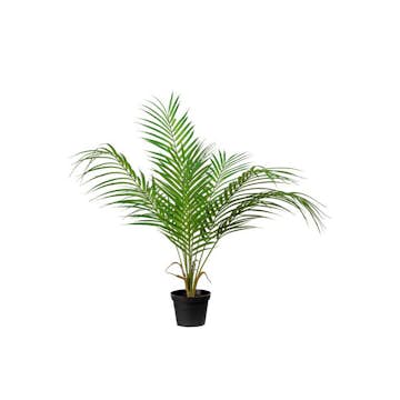 Konstväxt Fröken Fräken Bergspalm Grön