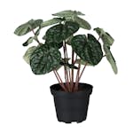 Konstväxt Fröken Fräken Peperomia