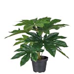 Konstväxt Fröken Fräken Aralia Grön