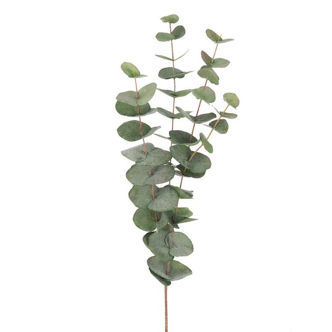 Konstväxt Fröken Fräken Eucalyptus 60 cm