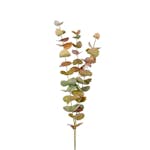 Konstväxt Fröken Fräken Eucalyptus 60 cm