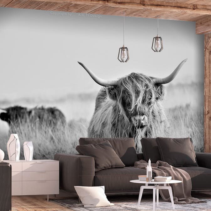 Fototapet Arkiio Highland Cattle