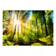 Fototapet Arkiio Forest Hideout