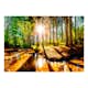 Fototapet Arkiio Självhäftande Marvelous Forest