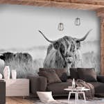 Fototapet Arkiio Highland Cattle