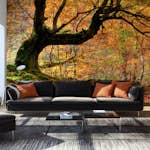 Fototapet Arkiio Höst, skog och löv 450x270 cm