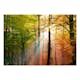 Fototapet Arkiio Självhäftande Forest Colours