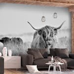 Fototapet Arkiio Highland Cattle