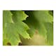 Fototapet Arkiio Leaves
