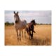 Fototapet Arkiio Horse And Foal