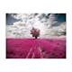 Fototapet Arkiio Magenta Äng