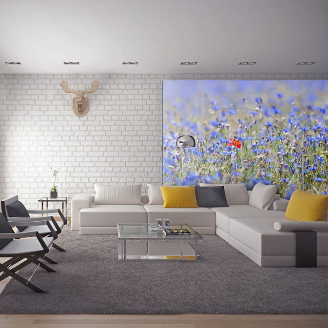 Fototapet Arkiio En Sky Färgad Äng Cornflowers