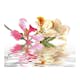 Fototapet Arkiio Tropiska Blommor Orchid Tree Bauhinia
