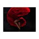 Fototapet Arkiio Flamencodansare