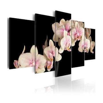 Tavla Arkiio An Orchid On A Contrasting Background