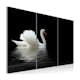 Tavla Arkiio A Lonely White Swan