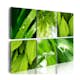 Tavla Arkiio Fresh Green Leaves