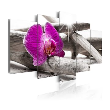 Tavla Arkiio Orchid On Beach