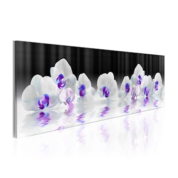 Tavla Arkiio  Water Orchids