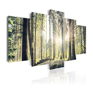 Tavla Arkiio Forest Temple