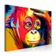 Tavla Arkiio Colourful Orangutan