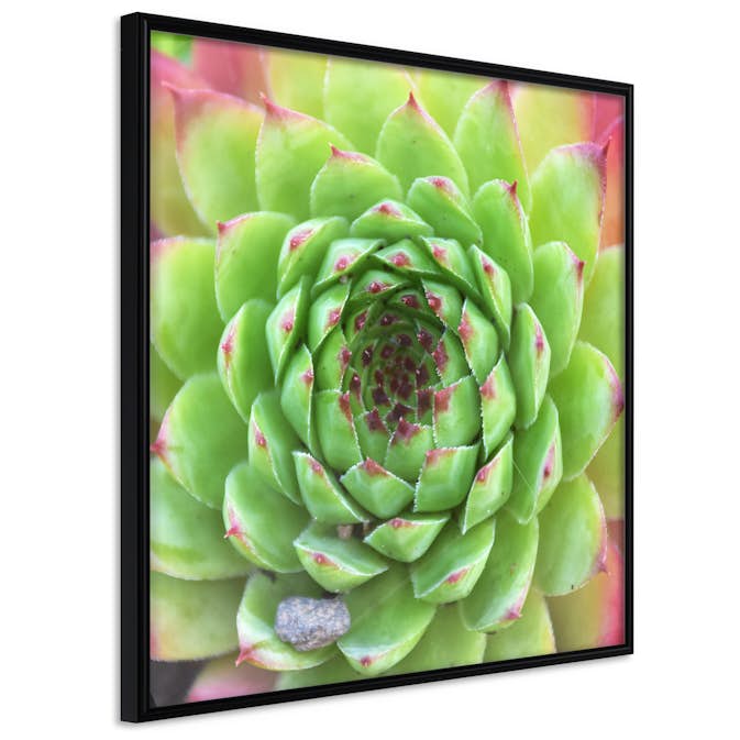 Poster Artgeist Affisch Succulent