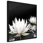 Poster Artgeist Affisch Lotus Flowers
