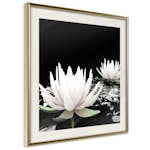Poster Artgeist Affisch Lotus Flowers